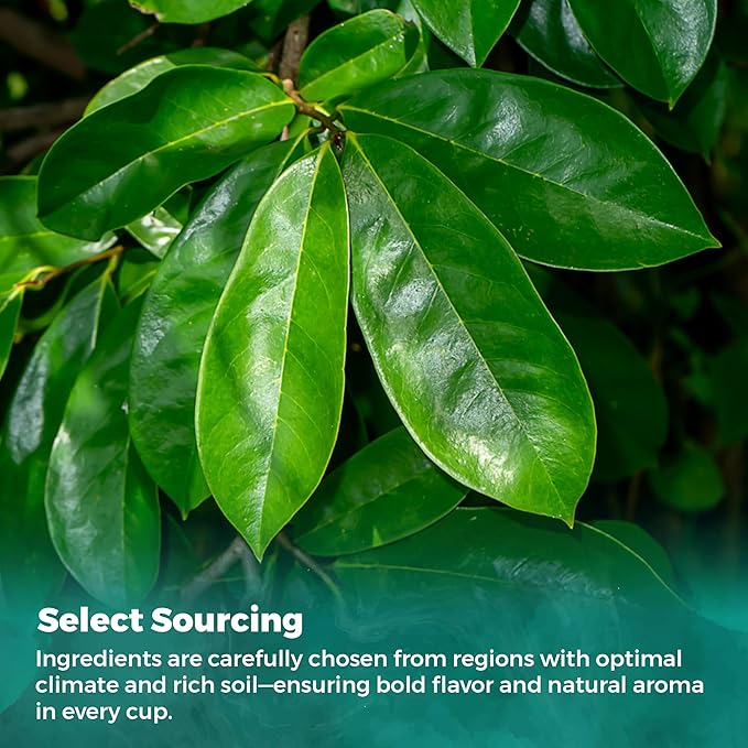 Fresh Soursop Leaf Tea from the USA – 100% Pure, Wild-Harvested Herbal Loose Leaf Tea, Natural Aroma, Caffeine-Free, No Additives or Preservatives, Grown and Packed in the USA (100 Leavess)