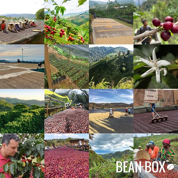 Toni - Roasted by Portrait Coffee - Freshly Ground Coffee - 12 Ounce Bag