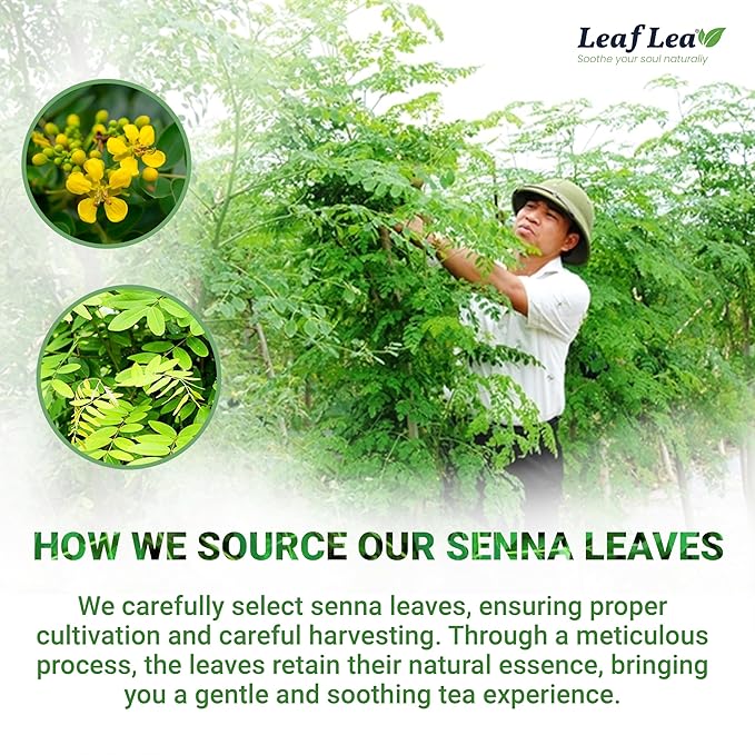 LeafLea 80 Senna Leaf Tea Bags – Natural Herbal Laxative Tea, Supports Gentle Constipation Relief & Healthy Digestion, Caffeine-Free, Sugar-Free, No Gluten, Non-GMO, Vegan, Individually Wrapped