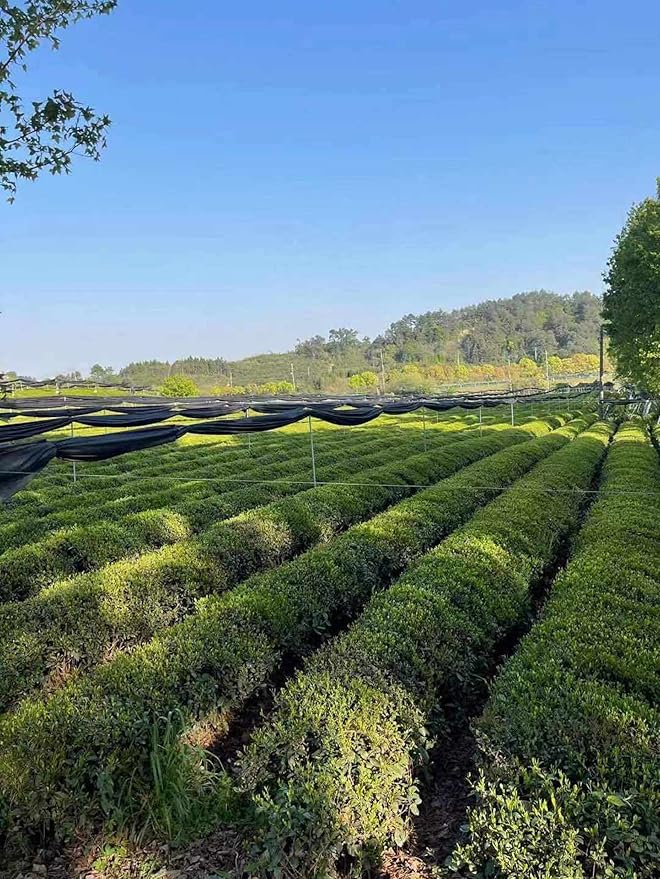 Nourishment Rituals Green Tea Super Latte Matcha Powder | Authentic Japanese Instant Ceremonial Grade Matcha, Superfood Powder Blend - Pack of 1, 260g (12-Servings)