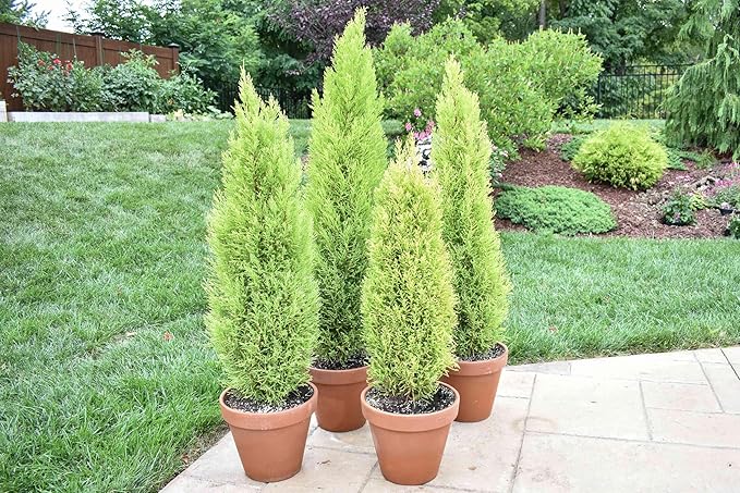 Lemony Christmas Tree. Lemon Cypress 'Goldcrest' (Cupressus Macrocarpa) - Vibrant Yellow-Green Foliage, Citrus Scent, Indoor/Outdoor (4 Cypress-Lemon sacs)
