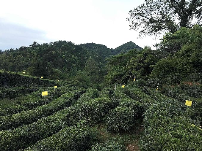 Keemun First Grade Gongfu Black Tea, 100 grams