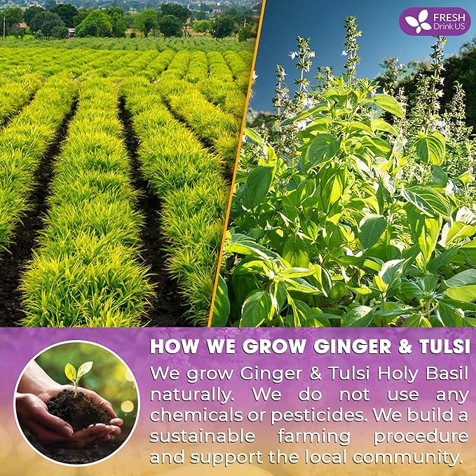 FreshDrinkUS, Premium 75 Ginger Tulsi Tea Bags, 100% Natural, Hand-made Blend of Ginger and Tulsi Holy Basil Leaves, Eco-conscious Tea Bags. Herbal Tea. No Sugar, No Caffeine, Vegan.