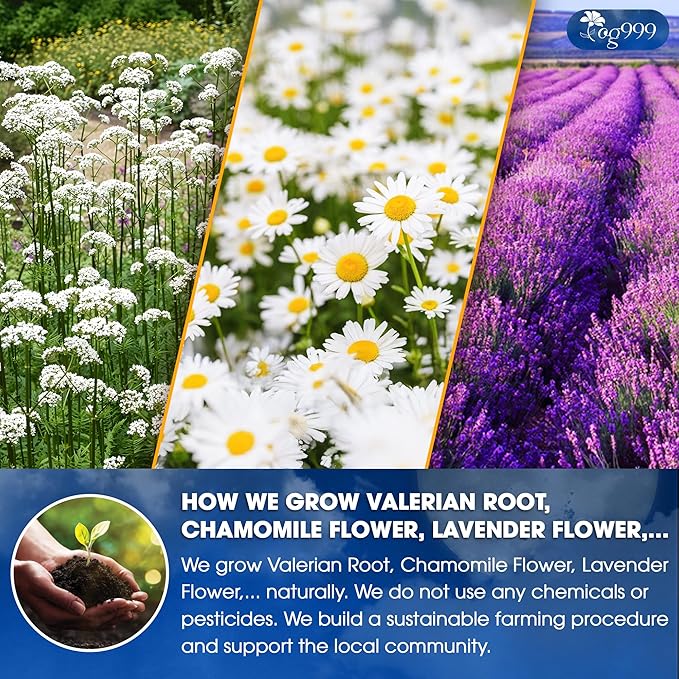 TOG999, Premium Valerian Dream Tea Bags | 60 Count | Herbal Blend with Valerian Root, Chamomile, Lavender, Rose Petal & Spearmint | Naturally Caffeine-Free, Relaxing Evening Tea. Vegan.