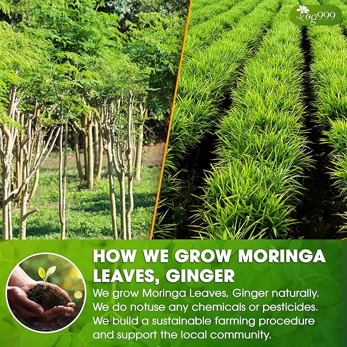 TOG999, Permium Moringa Ginger Herbal Tea – 120 Tea Bags – Caffeine-Free, Smooth & Warming Blend – Pure Ingredients, Sustainably Sourced. No Sugar. No Gluten. Vegan.