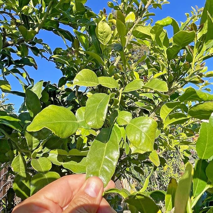 USA Fresh Kaffir Lime Leaves – Whole Culinary Leaves for Authentic Thai Flavor, No Additives or Preservatives, Made in the USA