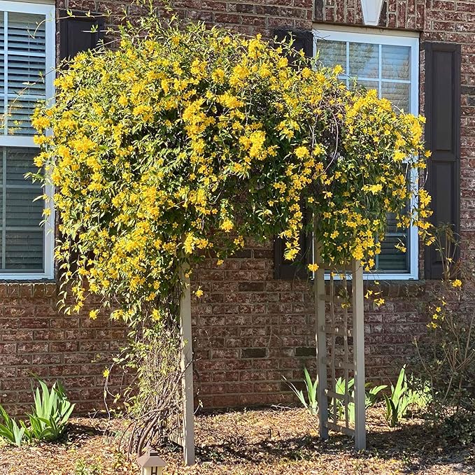 Carolina Jasmine Plant, Live Evergreen Vine, Fragrant Yellow Blooms, Fast Growing Climber for Trellis, Fences, or Arbors - Gelsemium sempervirens - 2 Bags