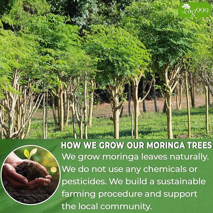 TOG999, Premium 30 Moringa Leaf Tea Bags, 100% Natural & Pure. Loose Leaf Moringa Herbal Tea. No Sugar, No Caffeine, No Gluten, Vegan.