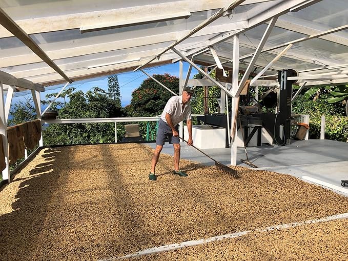 100% Kona Coffee PEABERRY – GROUND, Almost Dark roast, Single estate gourmet coffee, 8 ounces, ships direct from Domain Kona Coffee, farm fresh