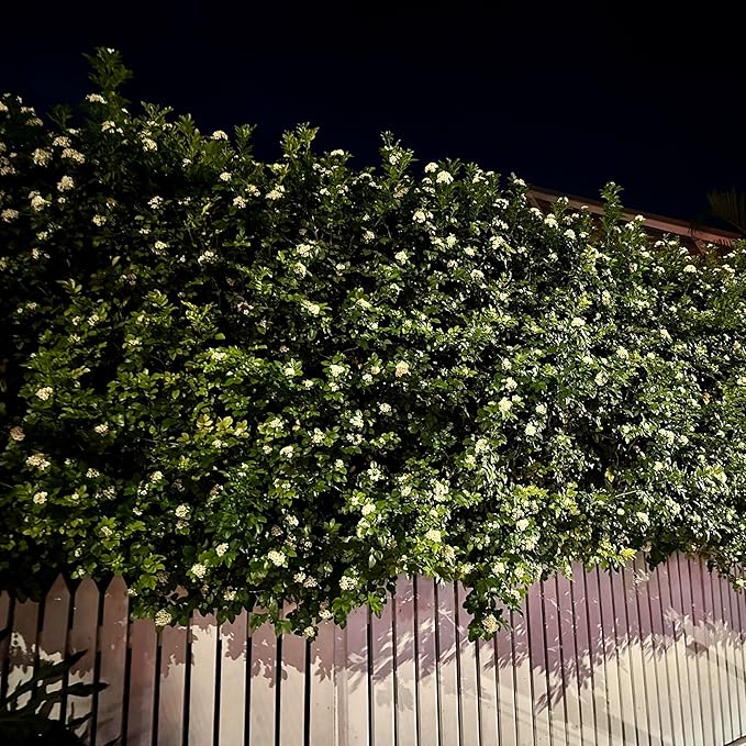 Night Blooming Jasmine Live Plant - Cestrum Nocturnum. Fragrant Flowering Shrub for Garden, Patio or Window (2 ngt.jas sacs)