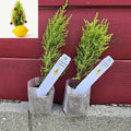 Lemony Christmas Tree. Lemon Cypress 'Goldcrest' (Cupressus Macrocarpa) - Vibrant Yellow-Green Foliage, Citrus Scent, Indoor/Outdoor (2 Cypress-Lemon sacs)
