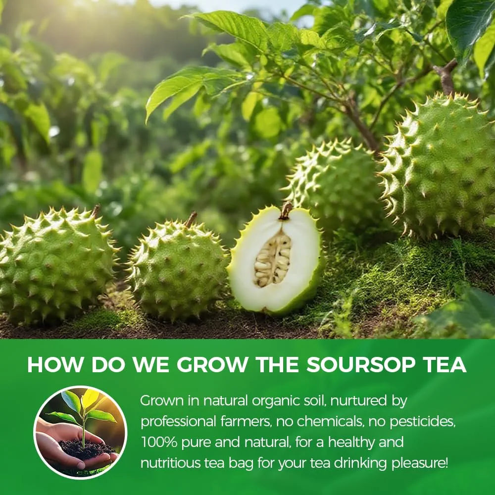 Whole Green Soursop Leaves (4 oz) - Approx 300+ Large Dried Graviola Leaves (Annona Muricata) - 100% Natural Wildcrafted Guanabana Tea - Naturally Gluten-Free & Caffeine-Free - Hand-Selected
